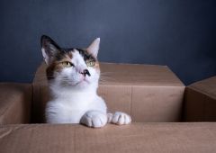 Chat dans un carton