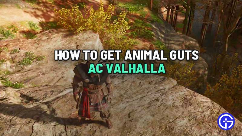 where-to-find-animal-guts-ac-valhalla